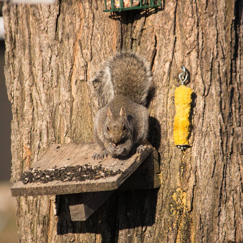 Squirrel feeder